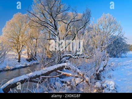 Europa, Deutschland, Hessen, Mittelhessen, Hinterland, Naturpark Lahn-Dill-Bergland, Dautphetal, Winterstimmung an der Lahn, Weiden und Erlen Stockfoto