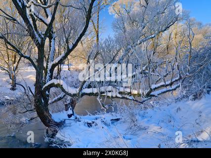 Europa, Deutschland, Hessen, Mittelhessen, Hinterland, Naturpark Lahn-Dill-Bergland, Dautphetal, Winterstimmung an der Lahn, Weiden und Erlen Stockfoto