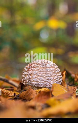 Junge Sonnenschirmpilze (Macrolepiota procera), auch bekannt als Riesenschirmpilze, in einem Wald Stockfoto