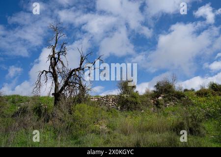 Ein toter alter Mandelbaum neben einer alten Steinmauer an den grünen Hängen des Judäa-Gebirges, bedeckt mit grüner Vegetation und Wildblumen, auf einem Stockfoto