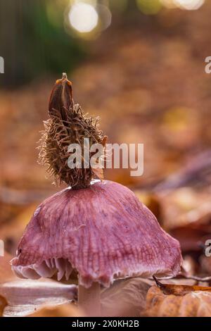 Beechnut-Schüssel, Nahaufnahme, Waldstillleben Stockfoto