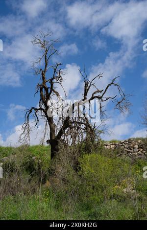 Ein toter alter Mandelbaum neben einer alten Steinmauer an den grünen Hängen des Judäa-Gebirges, bedeckt mit grüner Vegetation und Wildblumen, auf einem Stockfoto