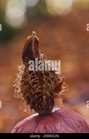 Beechnut-Schüssel, Nahaufnahme, Waldstillleben Stockfoto