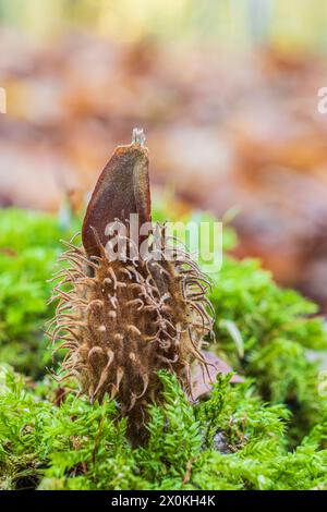 Beechnut-Schüssel, Nahaufnahme, Waldstillleben Stockfoto