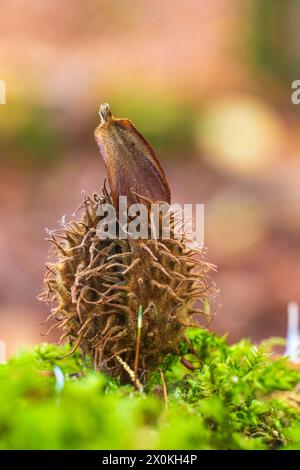 Beechnut-Schüssel, Nahaufnahme, Waldstillleben Stockfoto