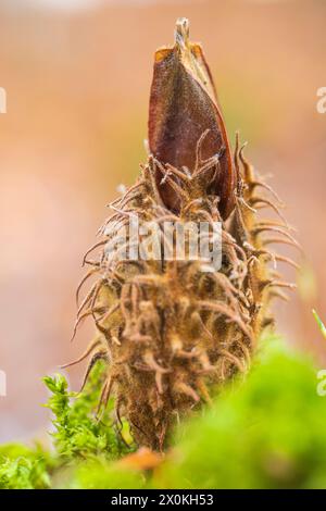 Beechnut-Schüssel, Nahaufnahme, Waldstillleben Stockfoto