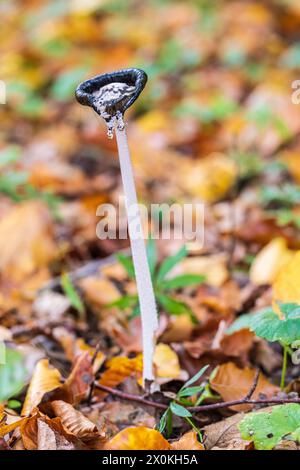 Magpie Pilz (Coprinus picaceus) in einem Buchenwald Stockfoto