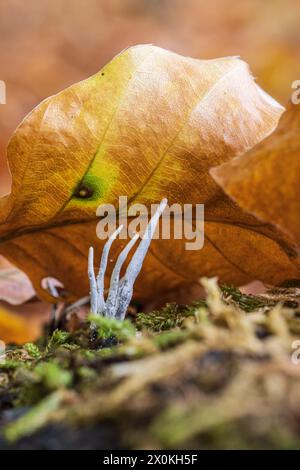 Kerzen-Schnupfpilz, Xylaria hypoxylon, Nahaufnahme, Waldstillleben Stockfoto