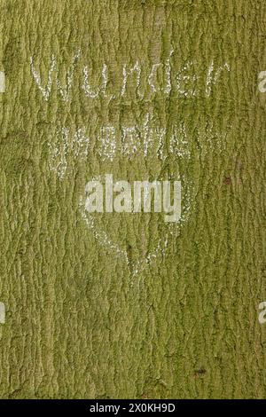 Baumstamm, Schrift, Wunder gesehen, Herzform Stockfoto