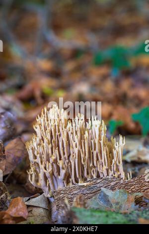 Kronkorallenpilz (Artomyces pyxidatus) (Clavaria pyxidata) wächst im Herbst auf verfaultem Holz im Wald Stockfoto