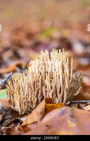 Kronkorallenpilz (Artomyces pyxidatus) (Clavaria pyxidata) wächst im Herbst auf verfaultem Holz im Wald Stockfoto