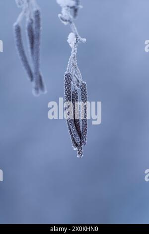 Männliche Blumenkätzchen von Erle (Alnus), bedeckt mit Raureif, Deutschland Stockfoto