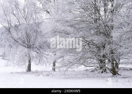 Winteratmosphäre bei Dahn, Naturpark Pfälzer Wald, Biosphärenpark Pfälzer Wald-Nordvogesen, Deutschland, Rheinland-Pfalz Stockfoto