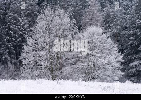 Winteratmosphäre bei Dahn, Naturpark Pfälzer Wald, Biosphärenpark Pfälzer Wald-Nordvogesen, Deutschland, Rheinland-Pfalz Stockfoto