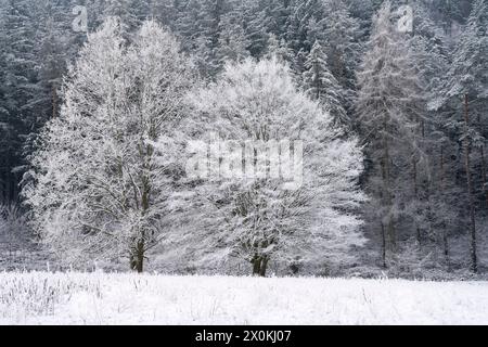 Winteratmosphäre bei Dahn, Naturpark Pfälzer Wald, Biosphärenpark Pfälzer Wald-Nordvogesen, Deutschland, Rheinland-Pfalz Stockfoto