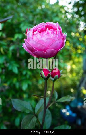 Garten, Rosenblüten, Hüttengarten Stockfoto