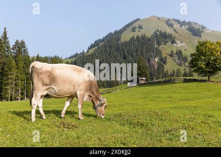 Rind Bovini auf einer Bergwiese, im Hintergrund eine alte Holzhütte ...