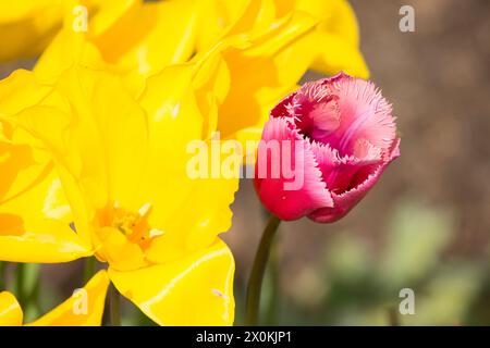 Frühling Blumen Stockfoto
