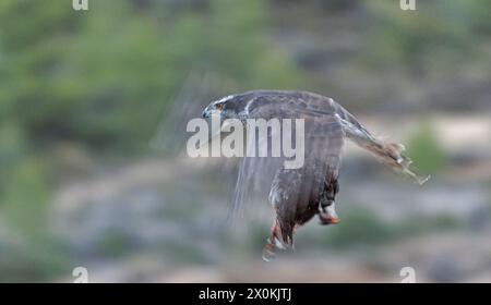 Männlicher Goschawk (Accipiter gentilis) mit einem rotbeinigen Rebhühner, Valencia, Spanien Stockfoto