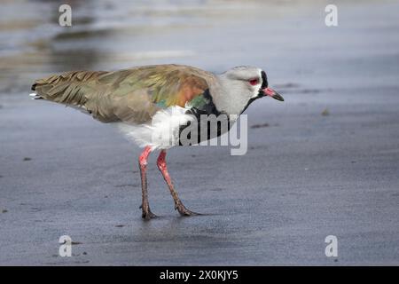 Südlicher Sturz am Strand. Punta Arenas, Magallanes y la Antarctica Chilena, Chile. Stockfoto