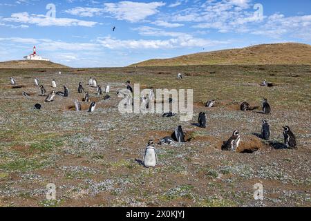 Gruppe von Magellanpinguinen mit Nisthöhlen. Isla Magdalena, Magallanes y la Antarktica Chilena, Chile. Stockfoto