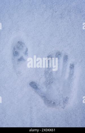 Spuren im Schnee, Fuchsspur und Abdruck einer menschlichen Hand Stockfoto