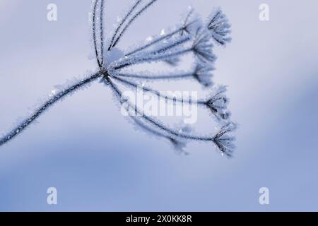 Feine Eiskristalle auf einer getrockneten Blütenumbel, Deutschland Stockfoto