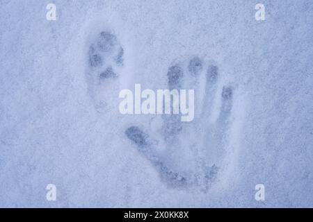 Spuren im Schnee, Fuchsspur und Abdruck einer menschlichen Hand Stockfoto