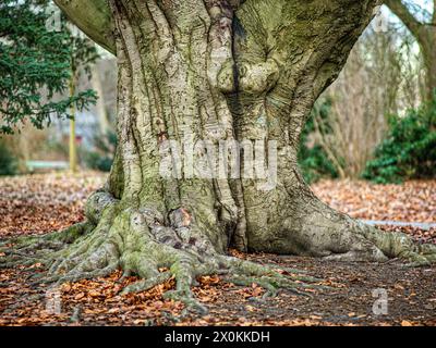 Alte massive Buche im Park. Stockfoto