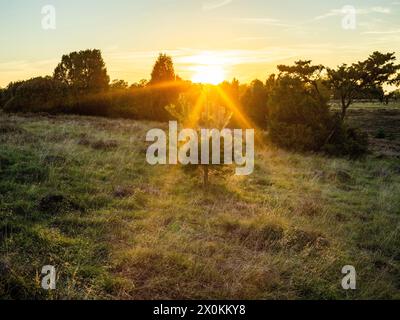 Sonnenuntergang in der Lüneburger Heide. Stockfoto