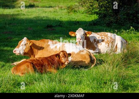 Milchkühe auf Weide, ökologischer Landbau, Schleswig-Holstein, Deutschland Stockfoto