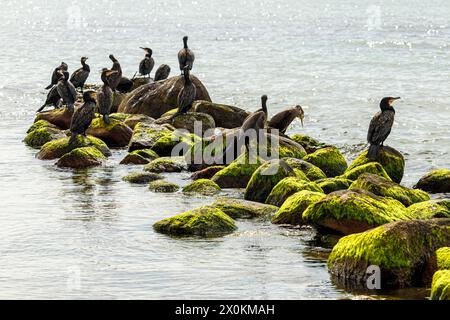 Kormorane (Phalacrocorax carbo) auf einem Felsen an der Nordseeküste Stockfoto