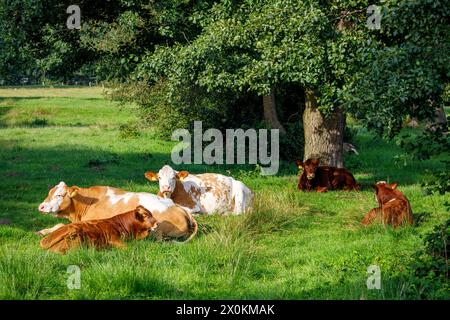 Milchkühe auf Weide, ökologischer Landbau, Schleswig-Holstein, Deutschland Stockfoto