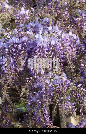 Blühende Wisterien in einem Vorgarten Stockfoto