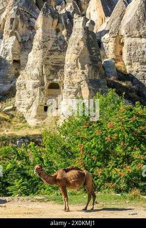 Kamel in Kappadokien, Türkei. Stockfoto