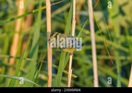 Ein Arthropodenvogel sitzt auf einem Stock in der Nähe einer Landpflanze im Gras. Es kann ein Bestäuber sein wie ein Schmetterling, der seinen Schnabel benutzt, um Insekten zu fressen Stockfoto