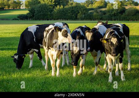 Rinderherde auf einer Weide, Deutschland Stockfoto