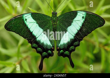 Grüner Pfau, Papilio palinurus, Smaragdschwalbenschwanz, Smaragdpfau, Stockfoto