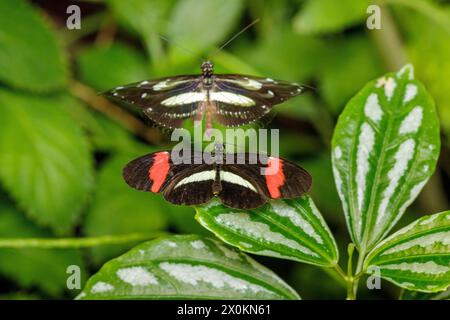 Schmetterlinge, roter Postbote (Heliconius erato) oder kleiner Postbote, Heliconius melpomene Stockfoto