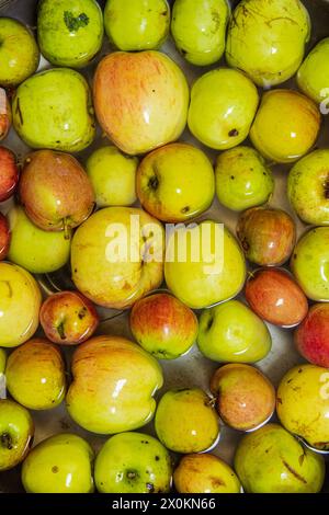 Gefallene Früchte, Äpfel im Wasser Stockfoto