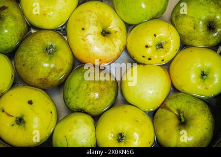 Gefallene Früchte, Äpfel im Wasser Stockfoto