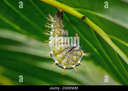 schmetterlingsraupe des roten Postmanns (Heliconius erato) oder des kleinen Postmanns, Heliconius melpomene Stockfoto