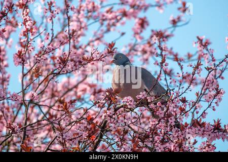 Holztaube (Columba palumbus), die die Blütenblätter einer Blutpflaume (Prunus cerasifera 'Nigra') isst Stockfoto