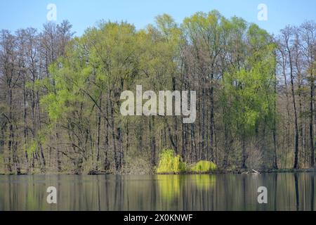 Deutschland, Baden-Württemberg, Karlsruhe, der Steinbruchteich Grötzingen. Stockfoto