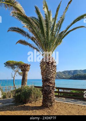 Im Vordergrund ist eine große Palme, im Hintergrund sehen Sie die Bucht von Canyamel und das Meer vor einem blauen Himmel, Ziel Mallorca, Spanien Stockfoto