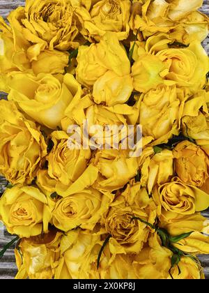 Getrocknete gelbe Rosen liegen auf dem Boden einer Holzterrasse Stockfoto