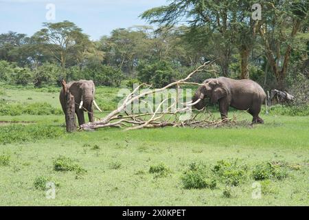 Zwei junge männliche afrikanische Elefanten (Loxodonta africana), die sich von der Rinde eines toten Baumes ernähren Stockfoto