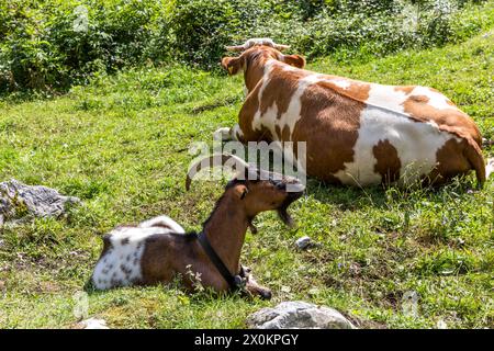 Kühe und Ziegen auf dem Wanderweg von Saletalm nach Obersee, Königssee, Berchtesgadener Alpen, Berchtesgadener Land, Oberbayern, Bayern, Deutschland Stockfoto