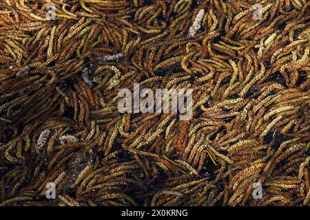 Männliche Erlenkatzen (Alnus), die im Wasser eines Sees schwimmen, Nahaufnahme, Deutschland Stockfoto