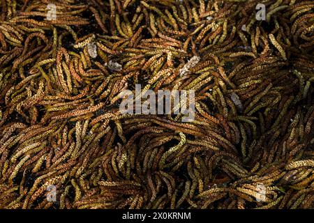 Männliche Erlenkatzen (Alnus), die im Wasser eines Sees schwimmen, Nahaufnahme, Deutschland Stockfoto